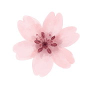 Cherry blossom
