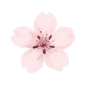 Cherry blossom
