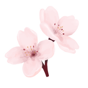 Cherry blossom