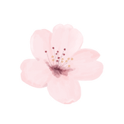 Cherry blossom
