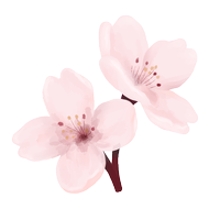 A picture of a drawn cherry blossom