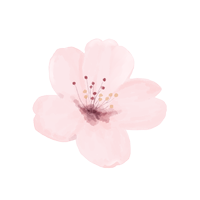 A picture of a drawn cherry blossom