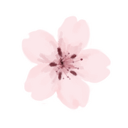Cherry blossom